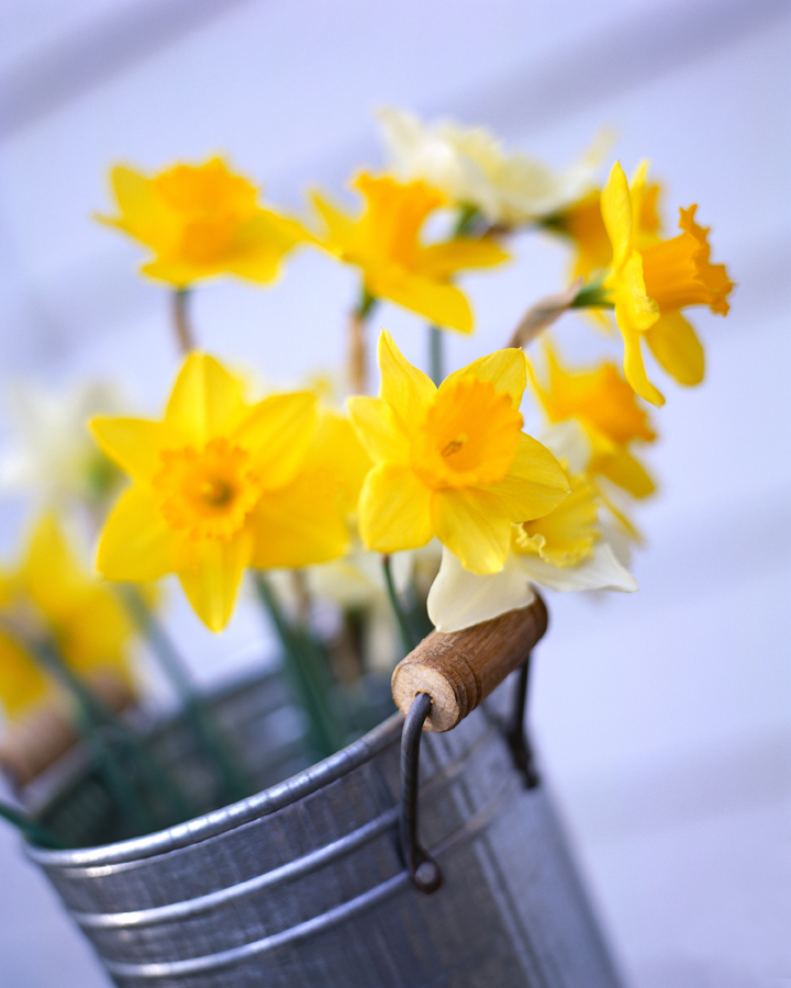 Daffodils